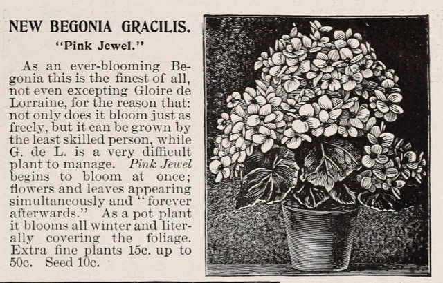 B. ‘Gracilis Pink Jewel’